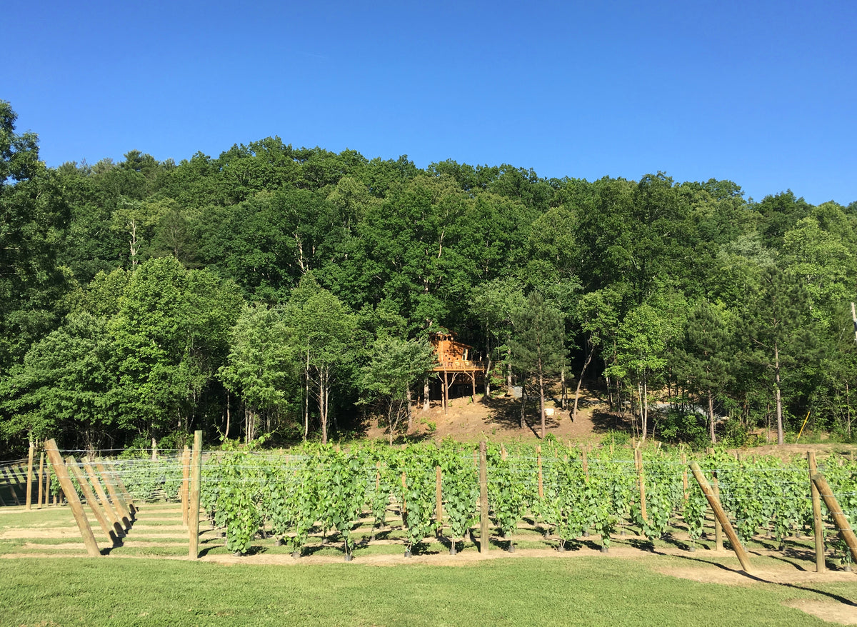Blue Ridge Tree Man Blue Ridge Treehouse Rental | Blueridge Cabin Rentals